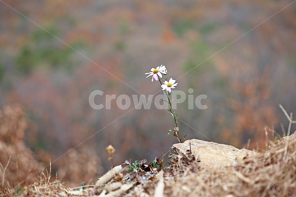 꽃,꽃잎,가을꽃,가을,식물,자연,계절,식물,자연,plants,nature,꽃,flower