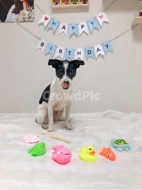 강아지,생일파티,개,애완견,puppy,god,hbd,birthdayparty,장난감,강아지장난감