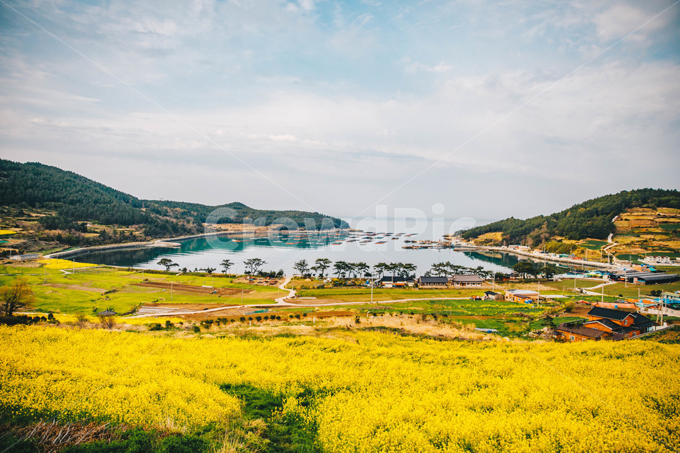 봄,청산도,서편제길,유채꽃,봄동,유채밭,청산도의봄,청산도슬로시티,청산도슬로시티축제,슬로시티,슬로우시티,청산도슬로우시티,바다,봄꽃,봄꽃축제,전라남도,계절,springseason,자연풍경,nature,landscape,한국자연풍경,한국자연경관,koreanaturelandscape,봄,계절,spring,season,자연,풍경,nature,landscape,한국자연풍경,한국자연경관,korea nature landscape,outdoors,옥외,grassland,목초지,field,들