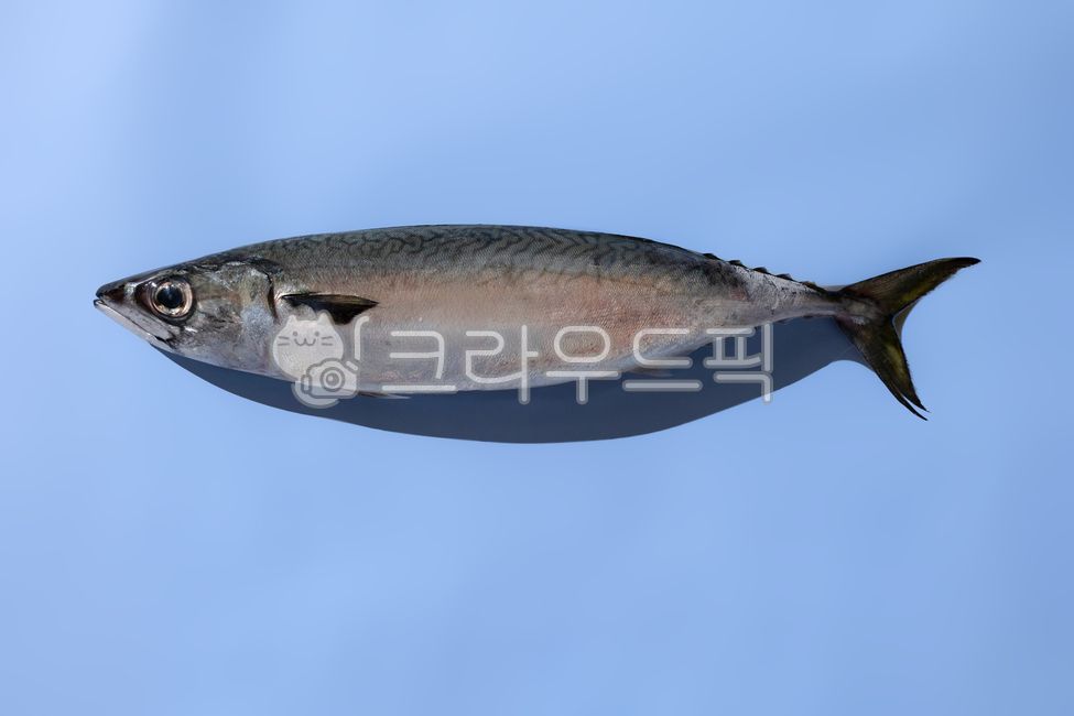 물고기,고등어,생물고등어,생고등어,sealife,동물,fish,해양생물