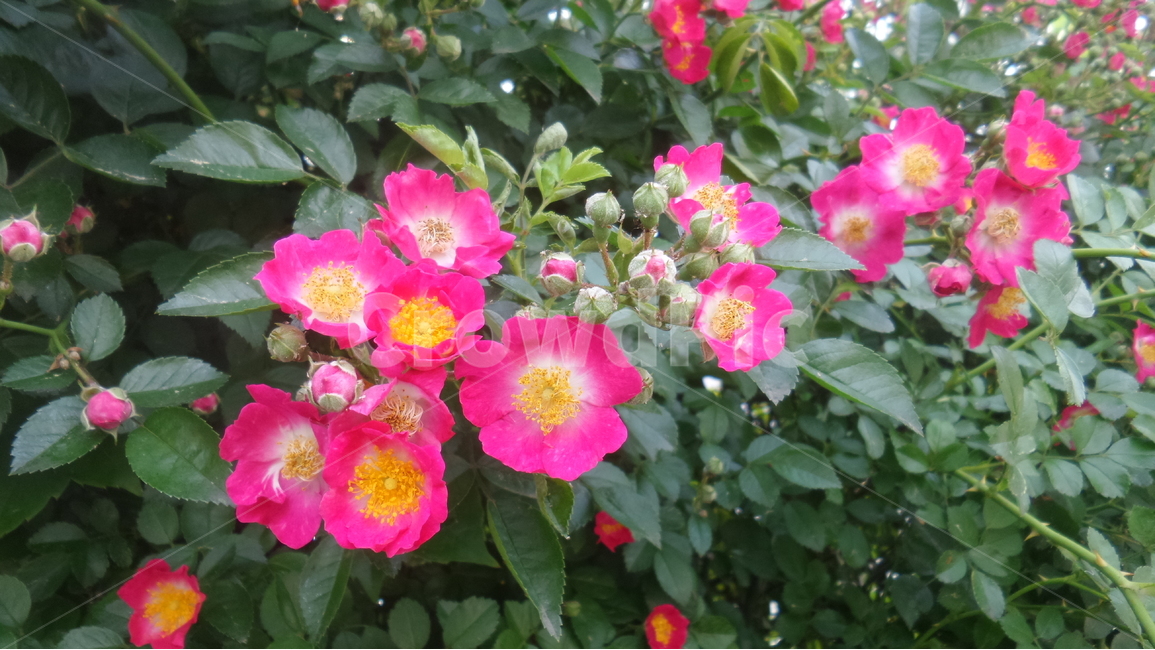 찔레꽃,붉은꽃,장미과,늬나무,달위여름,낙엽관목,야장미,식물,자연,plants,nature,꽃,flower