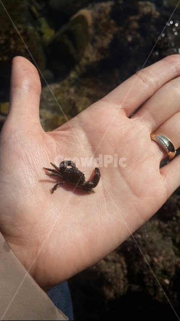 게,귀여운게,바다,crab,smallcrab