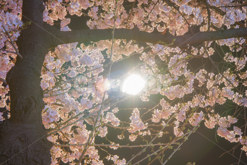 벚꽃,가로등,분홍벚꽃,야경,장노출,cherryblossom