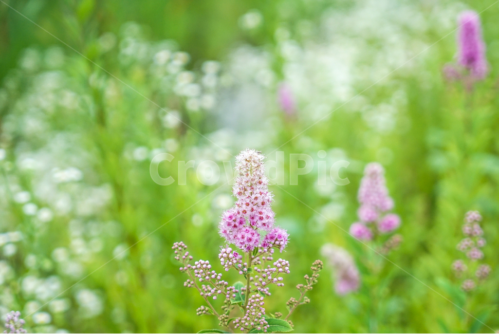 꽃,들,들꽃,자연,식물,개망초,식물,자연,plants,nature,꽃,flower
