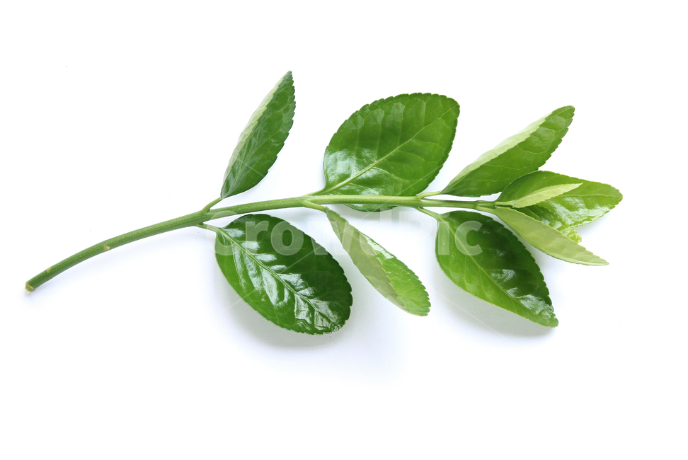 branch,closeup,fresh,green,leaf,leaves,macro,natural,nature,plant,white,가지,나뭇가지,나뭇잎,잎,잎사귀,자연,녹색,그린,클로즈업,신선한,흰배경,탑앵글,탑뷰,사철나무,식물,자연,plants,nature,누끼,remove background