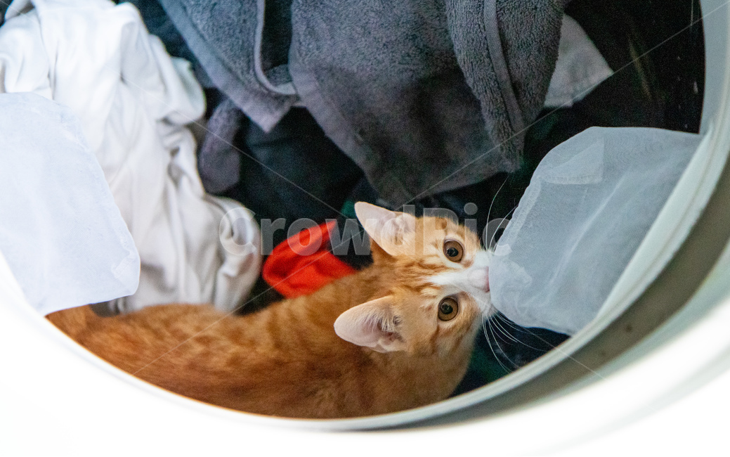 고양이,아기고양이,코리안숏헤어,치즈태비,세탁기