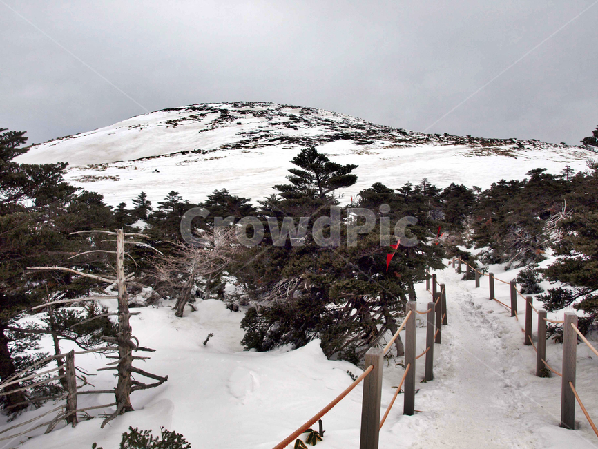 어리목,제주도,한라산,겨울산,겨울,설경,설화,눈,탐방로,등산로,겨울,계절,winter,season,자연,풍경,nature,landscape,tree,나무,plant,식물,fir,전나무