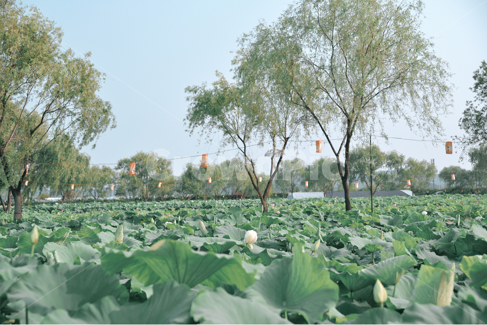 부여,연꽃,축제,자연,나무,초록,녹색,하늘,flower,tree,sky,green,nature,자연,풍경,nature,landscape,plant,식물,leaf,잎