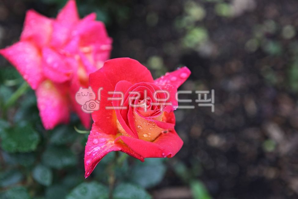 spring flowers,spring,petal,nature,remnants,plant,Rose,flowering,leaf,park,flower