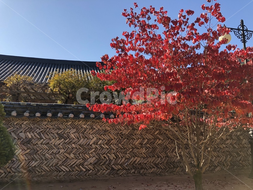 plant,식물,tree,나무,단풍잎,붉은색,가을,잎,fall