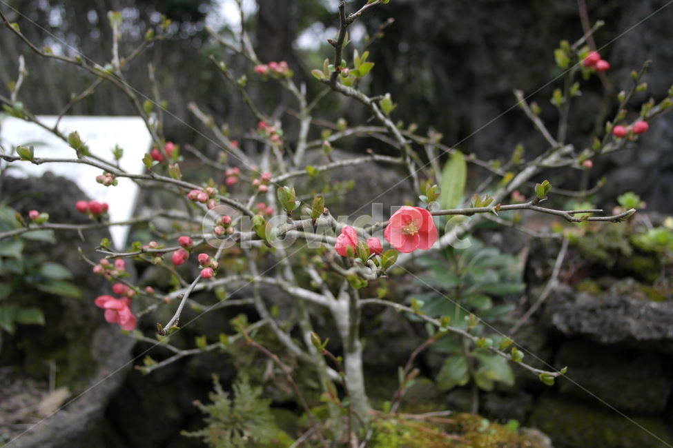plant,식물,꽃,동백,동백꽃,동백나무,식물,자연,plants,nature,꽃,flower