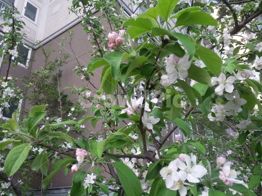 매화,봄,봄꽃,초록,싱그러움,식물,자연,plants,nature,꽃,flower
