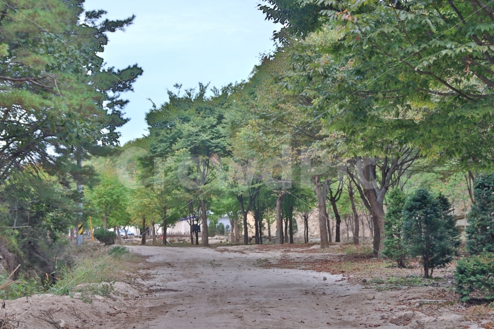 산길,낙엽,가을산,시골길,고향,자연,풍경,nature,landscape,tree,나무,plant,식물,tree trunk,나무 줄기