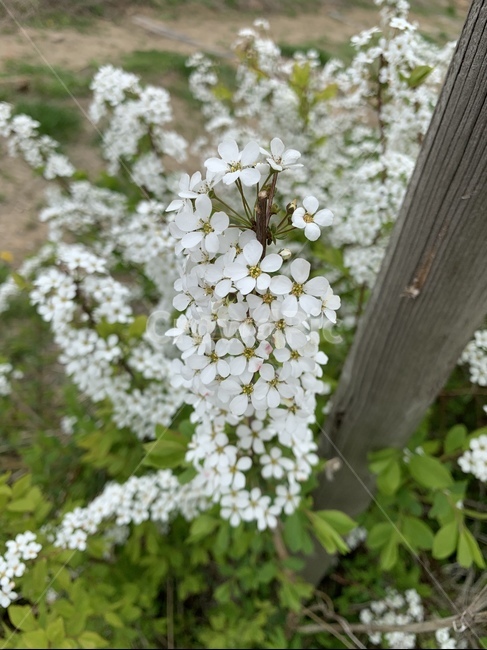 꽃,하얀꽃,자연물,flower,하얀색,흰,자연