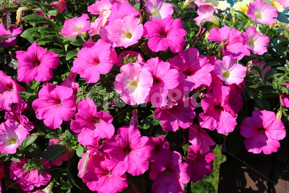 꽃,페튜니아,페튜니아꽃,식물,자연,페츄니아,분홍꽃,식물,자연,plants,nature,꽃,flower