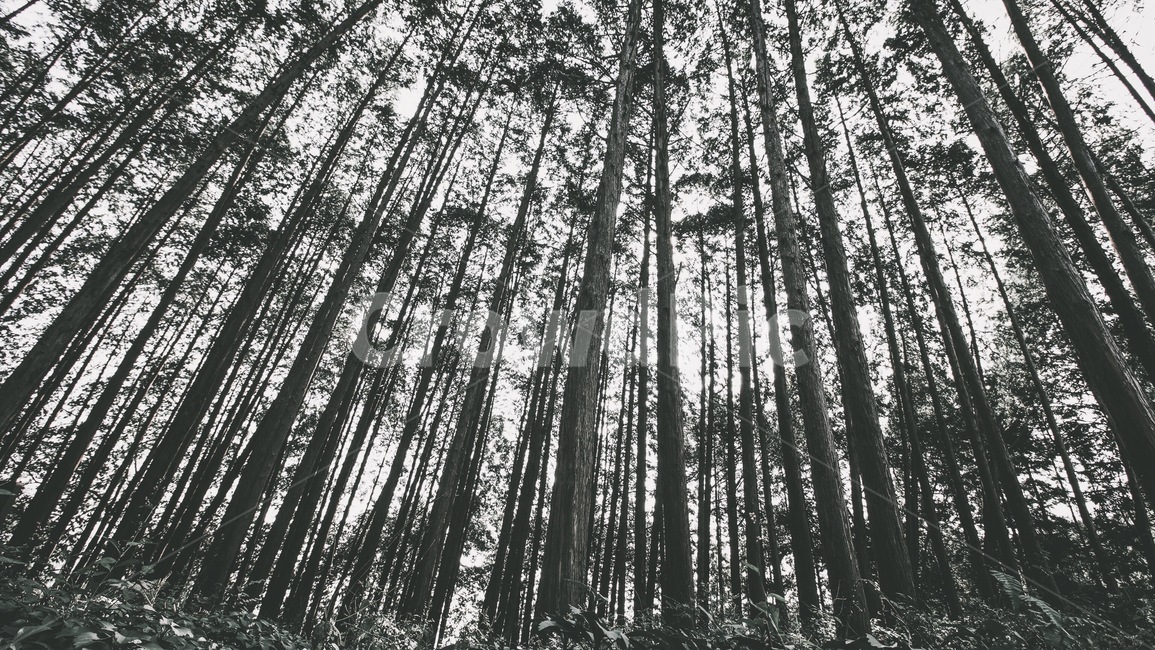 나무,숲,tree,자연,그림,그린,녹색,초록,힐링,대자연,경치,forest,nature,green,식물,자연,plants,nature,나무,trees,wood,흑백,모노톤,monochrome,black and white