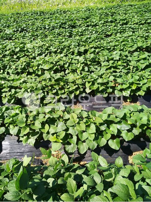 고구마,고구마밭,고구마재배,농작물,고구마잎,고구마수확