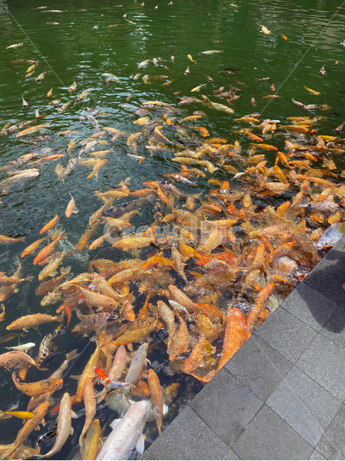 우붓,물고기,물고기떼,발리,금붕어,자연,연못,ubud,bali,fish,goldfish,pod