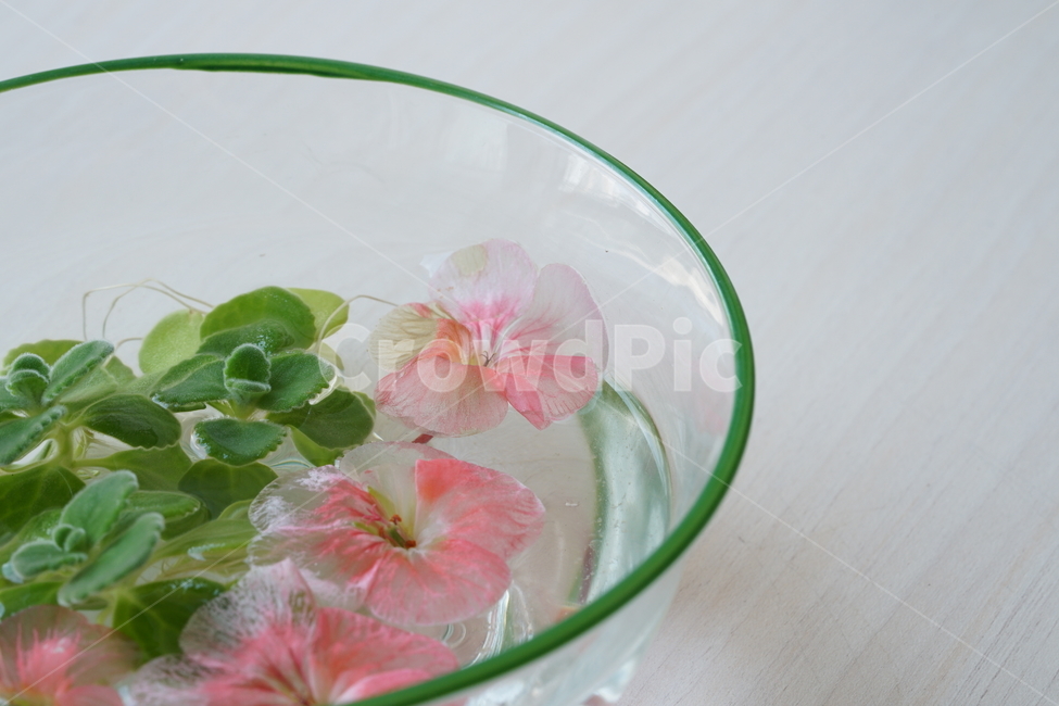 식물,분홍,핑크,플라워,생명,꽃,꽃잎,색감,감성,접사,flower,pink,컬러,꽃,flower