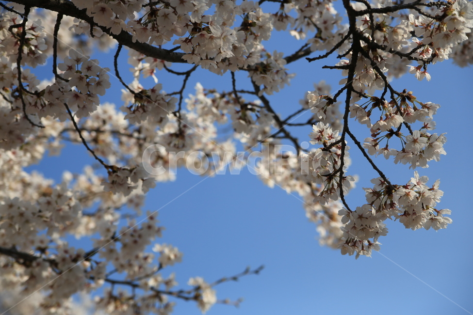 벚꽃,꽃,봄,봄꽃,하늘,벚꽃축제,식물,자연,plants,nature,꽃,flower