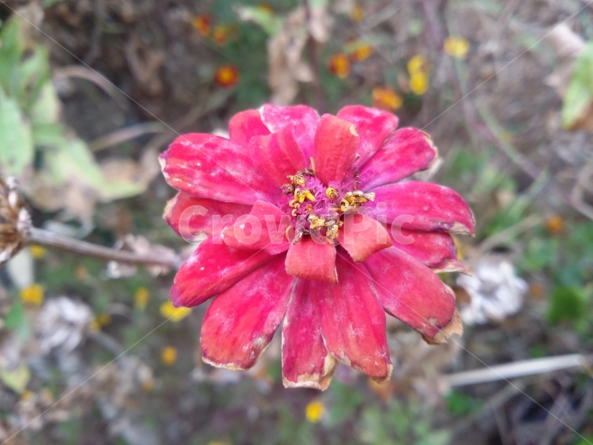 식물,꽃,flower,꽃잎,자연,plant,식물,자연,plants,nature,꽃,flower