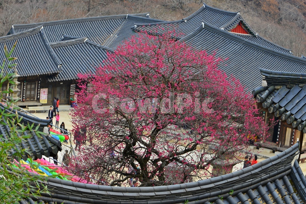 전남,구례,화엄사,홍매화,흑매,봄,plant,식물,한국전통,한국문화,korean traditional,korean culture,건축물,건물외관,exterior,building,structure,architecture,construction