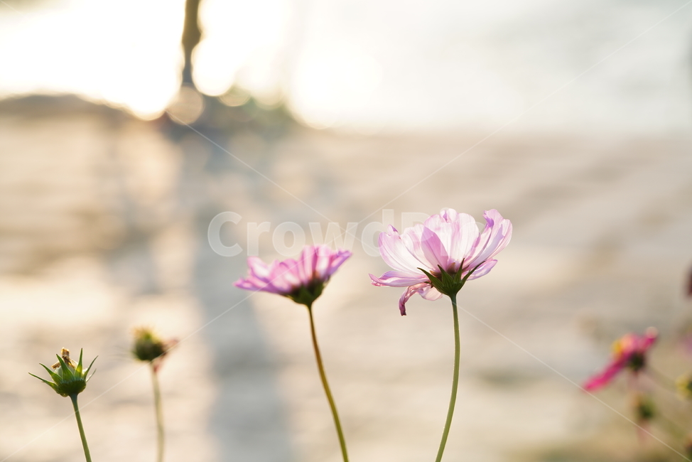 꽃,가을,계절,생명,생물,플라워,flower,코스모스,plant,식물,가을,계절,fall,autumn,season,식물,자연,plants,nature,꽃,flower