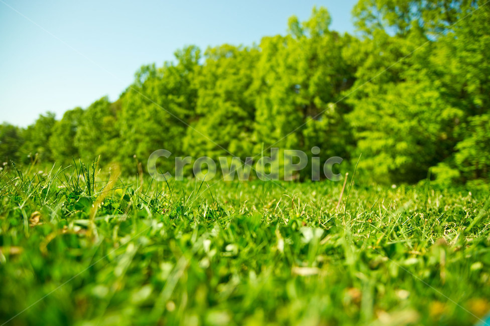 잔디,자연,봄,초록,green,spring,배경,background,nature,대지,공원