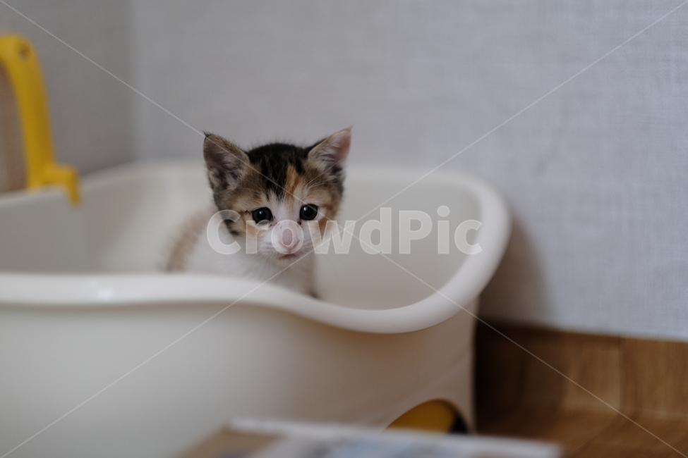 애완동물,반려동물,고양이,아깽이,새끼고양이,cat,동물,animal,포유류,mammal,고양이,cat,kitten,kitty