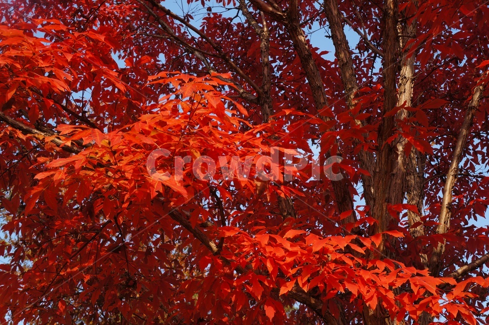 붉은단풍,가을,가을햇살,대비,맑음,단풍,찬란,홍단풍,가을,계절,fall,autumn,season,leaf,잎,plant,식물,tree,나무,maple