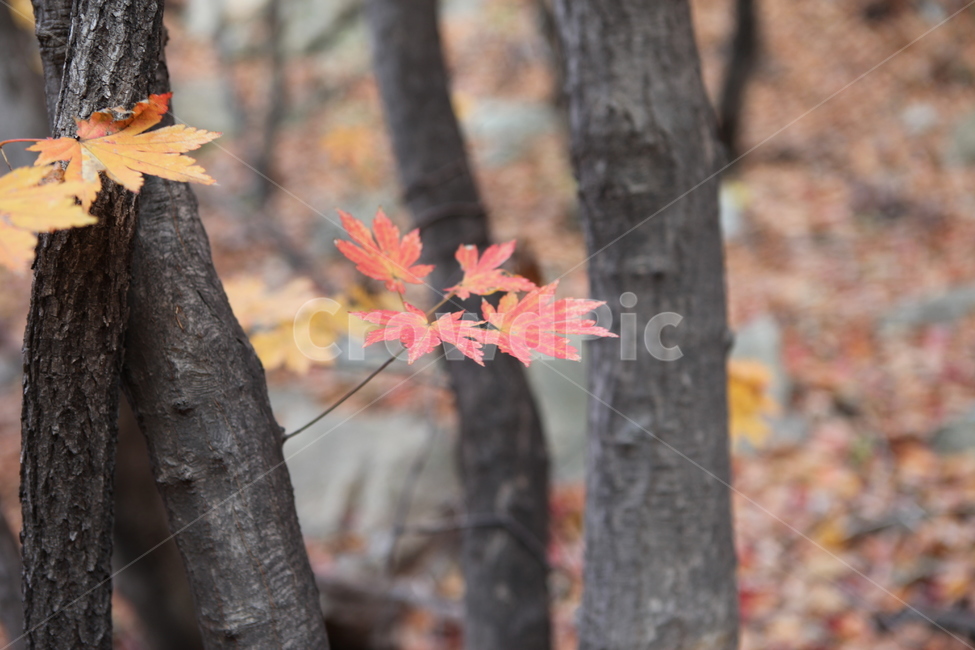 가을,숲,단풍,나무,자연,가을,계절,fall,autumn,season,식물,자연,plants,nature,나무,trees,wood,leaf,잎,plant,tree