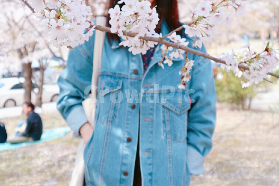 벚꽃,벚꽃놀이,봄꽃,산책,spring,cherryblossom