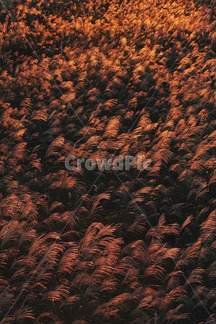 억새,풍경,초목,가을,계절,식물,배경,자연,nature,scenery,plant,inspiteofoneself,silvergrass,flamegrass,fall,season