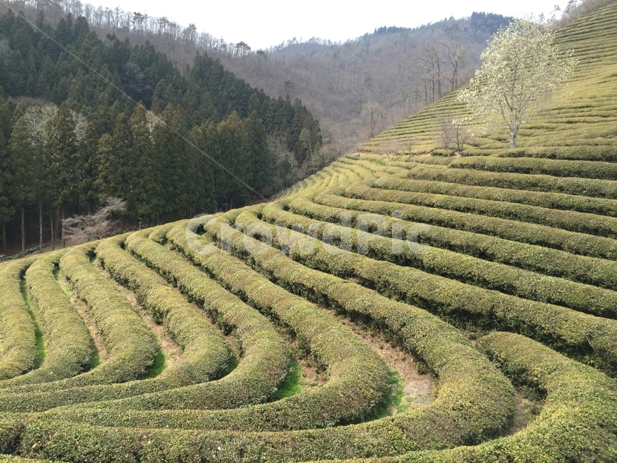 녹차,보성,풍경,경치,자연,greentea,boseong,nature,옥외,outdoors,scenery,landscape,자연,풍경,nature,landscape