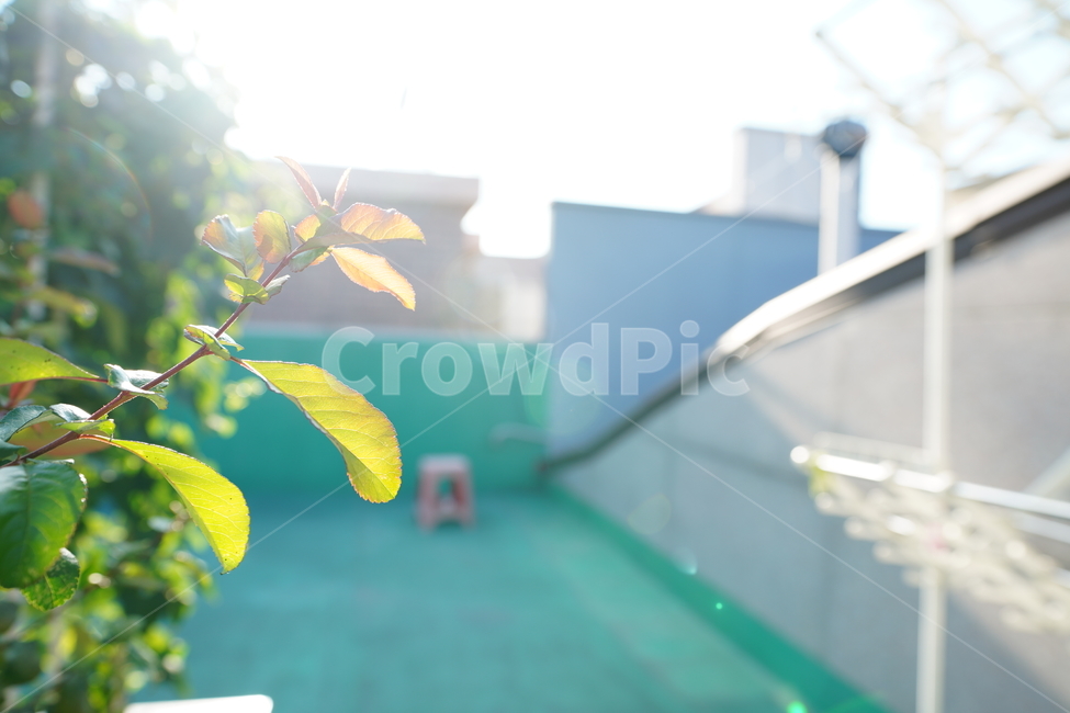 식물,생물,생명,자연,꽃,가지,감성,식물,자연,plants,nature,휴식,힐링,rest,relaxation,healing