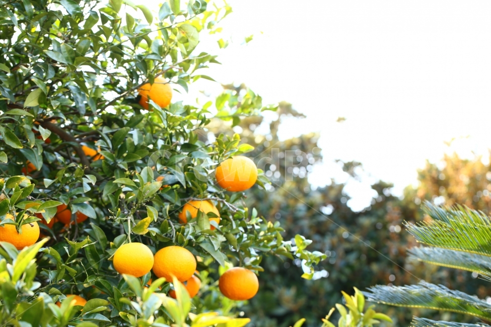 자연,과일,오렌지,싱그러움,풍성한,음식,식재료,요리,food,cook,meal,dishes,food reserves,과일,열매,fruit,휴식,힐링,rest,relaxation,healing