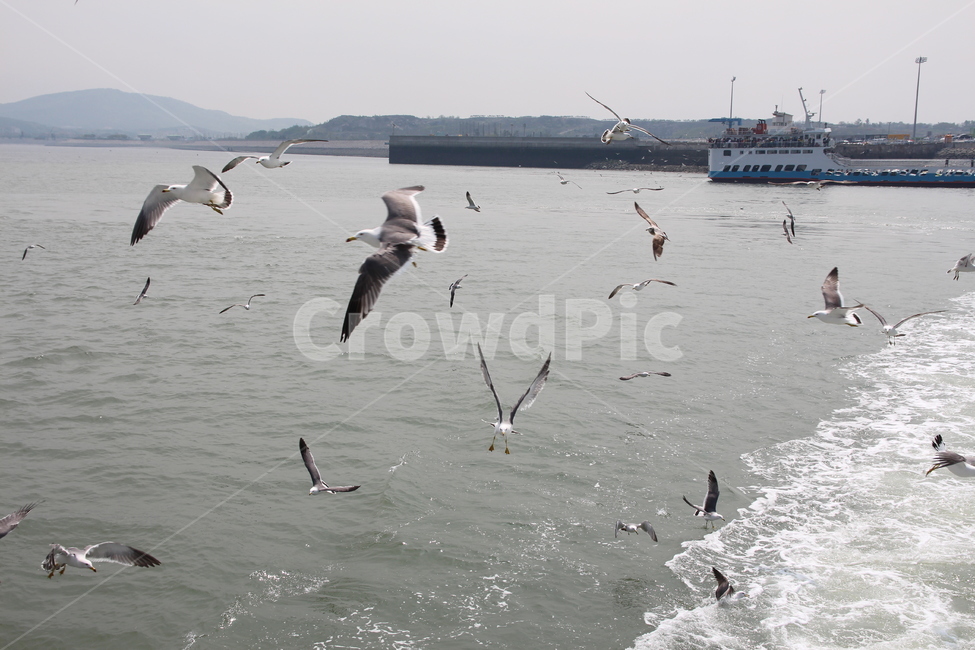 갈매기,바다,하늘,새,흰갈매기,자연,풍경,nature,landscape,동물,animal,조류,새,birds,bird,flying,나는