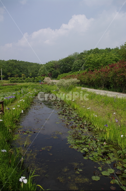 꽃,flower,color,수련,수생식물,연못,초록,신록,식물,plant,하늘,구름,자연,풍경,nature,landscape,ditch,도랑,land,땅,outdoors,옥외