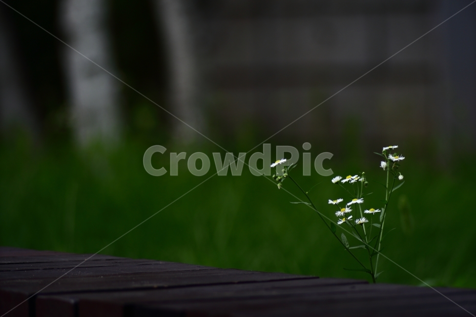 flower,식물,초록,화단,공원,휴식,들꽃,안개꽃,식물,자연,plants,nature,꽃,flower