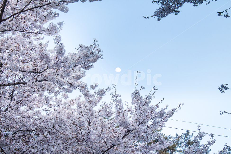 벚꽃,cherryblossom,봄꽃,꽃,flower,봄,spring,밤,하늘,sky,달,moon