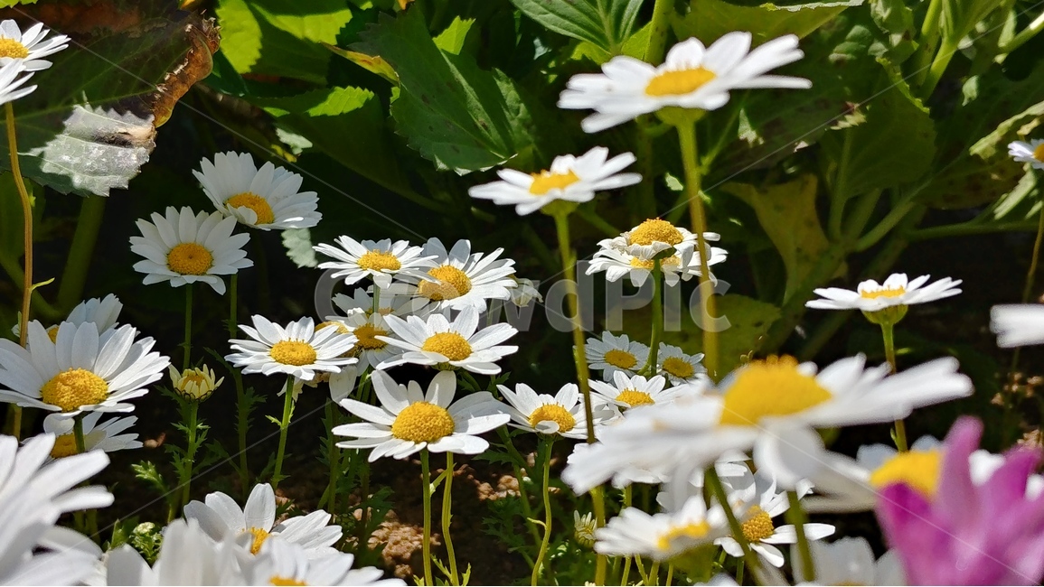 흰꽃,꽃,flower,spring,plants,nature,자연,봄,식물,식물,자연,plants,nature,꽃,flower