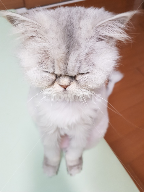 cat,고양이,pet,페르시안,애완동물,친칠라