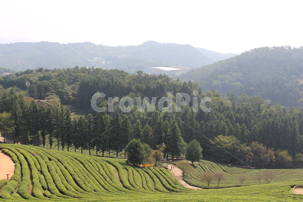 nature,자연,들,field,녹차밭,대한다원,보성,농업,농사,agriculture,farming,farming industry
