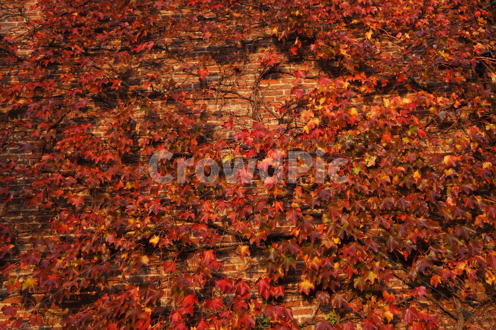 담쟁이넝쿨,담쟁이덩굴,덩굴식물,가을,단풍,담벼락,식물,만추,autumn,fall,넌출성식물,기어오르다,아이비,ivy,가을,계절,fall,autumn,season,leaf,잎,plant,tree,나무,maple