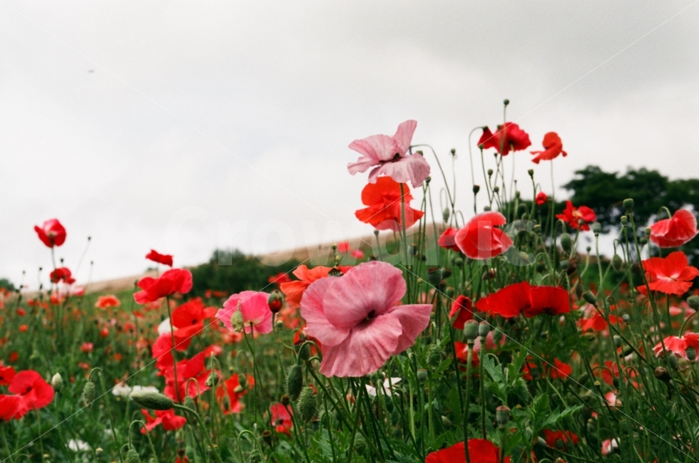 꽃,양귀비,감성,자연,필름,필름카메라,flower,식물,자연,plants,nature,꽃,flower,감성,sensible,feeling