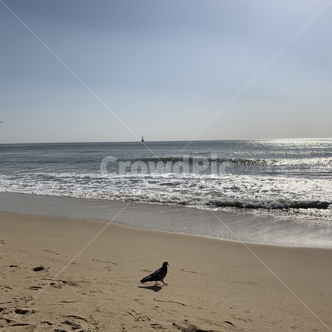 바다,animal,bird,새,ocean,해운대해수욕장,해운대