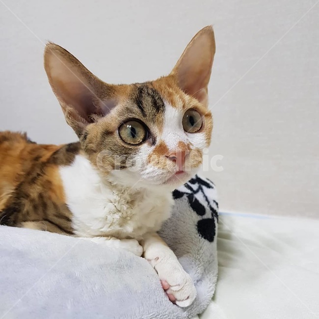 애묘,고양이,데본렉스,집고양이,희귀종