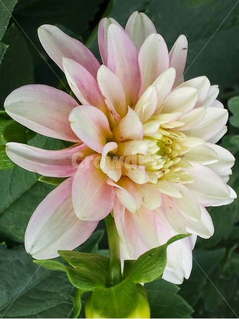 식물,꽃,다알리아,자연,초록,green,nature,여름,식물,자연,plants,nature,꽃,flower