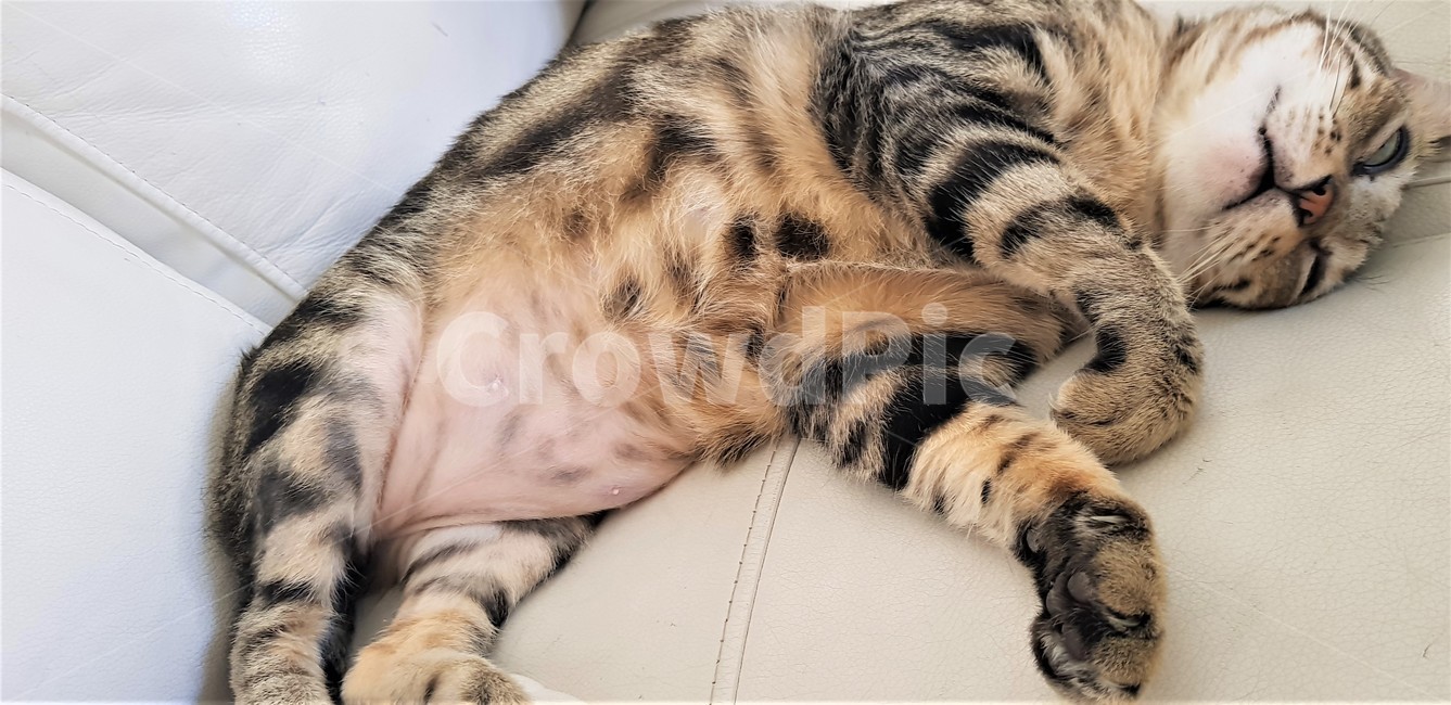 고양이,잠,애완동물,동물,귀여움,줄무늬고양이,deepsleep,cat,sleep,pet,animal,cute,babycat,아기고양이,깊은잠,꿈,편안함,동물,animal,포유류,mammal,고양이,cat,kitten,kitty