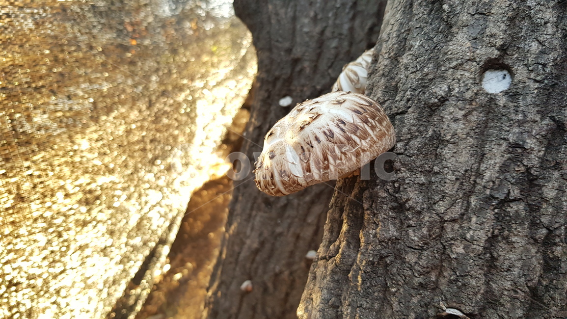 버섯,나무,표고버섯,화고,식물,식재료,진균류,버섯,mushroom